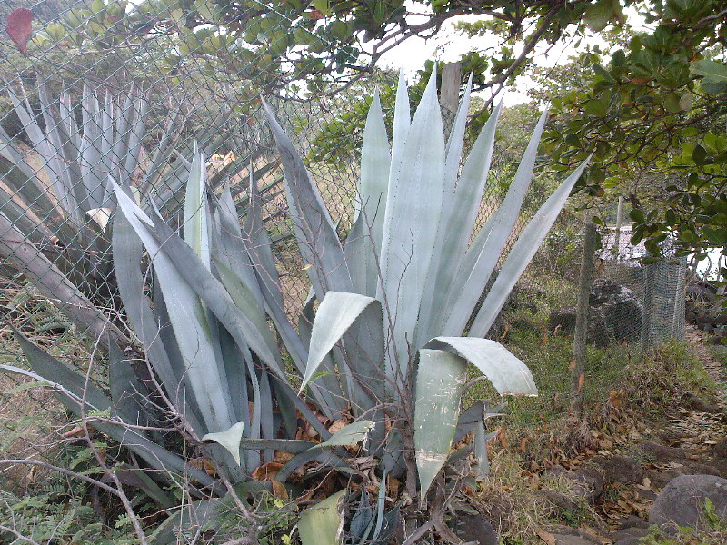 gal/Ile Maurice/SP_A0331_Tamarin_Hotel.jpg